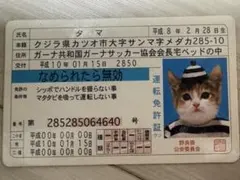 2026年最新】なめ猫免許証の人気アイテム - メルカリ