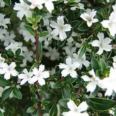 雪白柳葉友禅菊の苗 - メルカリ