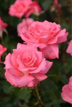 たぬ様　専用ページ