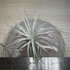 種子5粒 Tillandsia thiekenii x kautskyi Tillandsia kautskyi x kautskyi (Bromeliacea) (Tam: A florir