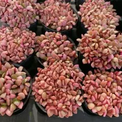 みよき様 リクエスト 2点 まとめ商品