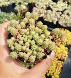 多肉植物 セダム 斑入り パリダム 抜き苗