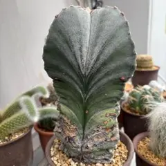 特大 古株 アストロフィツム属 鸞鳳玉 アストロフィツム四角鸞鳳玉（シカクランポー玉）の基本情報