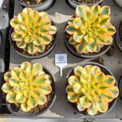 pontoko様 リクエスト 2点 まとめ商品