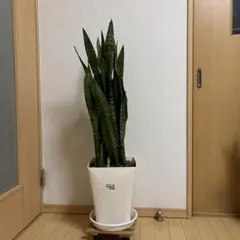 鶏*こ様 希少 キャノン サンセベリア 特殊個体 抜き苗 - メルカリ