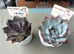 多肉植物 farm PALK さん苗 札付き2苗セットのサムネイル