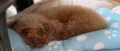 確認用