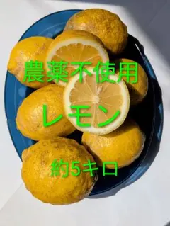 レモン農薬不使用　家庭用訳あり　約5キロのサムネイル
