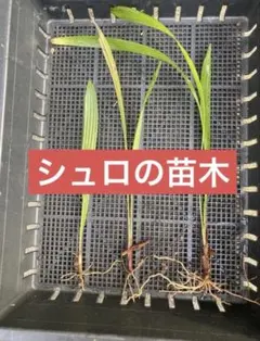 2026年最新】シュロの苗の人気アイテム - メルカリ