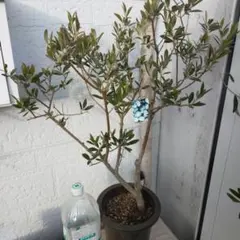 2026年最新】SOUJU オリーブセント・キャサリンの人気アイテム - メルカリ