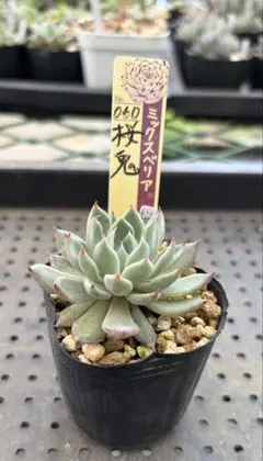 桜鬼 ミックスベリア おらいさん苗 抜き苗 多肉植物 - メルカリ
