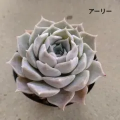 shakpon3様 リクエスト 2点 まとめ商品