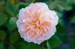 エミリー 3.5号 ER 芽接ぎ苗 バラ イングリッシュローズ - メルカリ