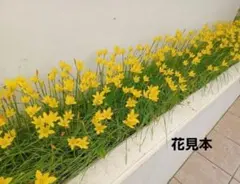 노란 제피란테스 전구 5개