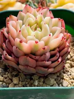 ギルバの薔薇錦 美斑入り 多肉植物 エケベリア葉っぱ沢山7cm容器 真丸