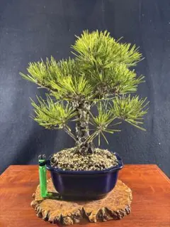 キタノ様 リクエスト 2点 まとめ商品