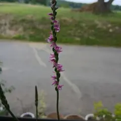 山野草　ネジバナのサムネイル