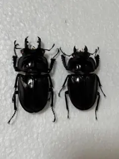 2026年最新】ヤエヤママルバネの人気アイテム - メルカリ