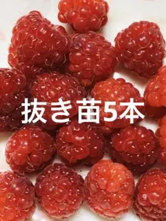 mintさま専用