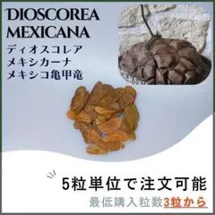 2025年最新】メキシコ亀甲竜の人気アイテム - メルカリ