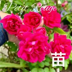初心者さん◎バラ苗 プティルージュ苗♪つるバラ苗♪挿し木苗No11四季咲きバラ