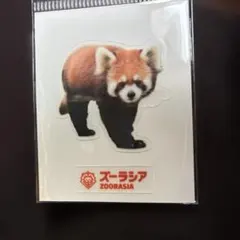 ズーラシアレッサーパンダ
