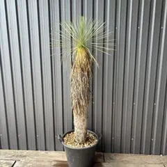 選抜美株】ユッカ ロストラータ yucca rostrata（発根済）#47 - メルカリ
