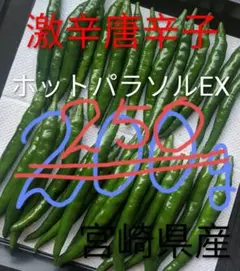 宮崎県産《新鮮》青唐辛子【ホットパラソルEX】(激辛)500g＋30g増量中