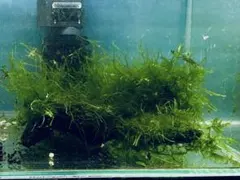 日本着生ラン原種】 モミラン コルク着け 徳島県産 - メルカリ