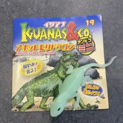イグアナ＆coミニ 　アボットモリドラゴン　アンドコミニ