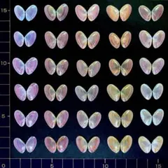 桜貝【合貝】30組(穴無し) ㉓