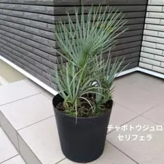 観葉植物 チャボトウジュロ チャメロプス セリフェラ 8号 - メルカリ