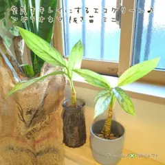 【B級品/観葉植物】空気をキレイにするエコグリーン♪アグラオネマ抜き苗 ミニ1本のサムネイル