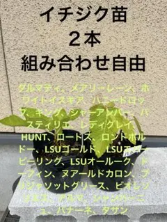 とうふ様専用 根出し苗 挿し木苗イチジク いちじく 苗 - メルカリ