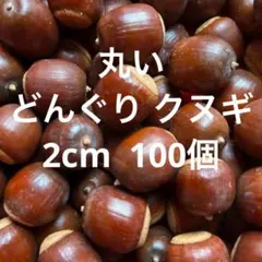 丸い ドングリ【クヌギ】 100個