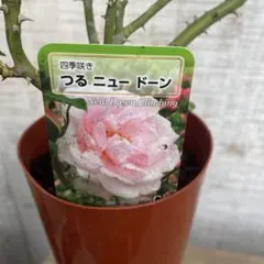 サクラ様 リクエスト 2点 まとめ商品