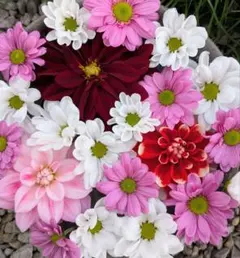 かえりん様 リクエスト 2点 まとめ商品