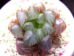 AQUA様 リクエスト 10点 まとめ商品