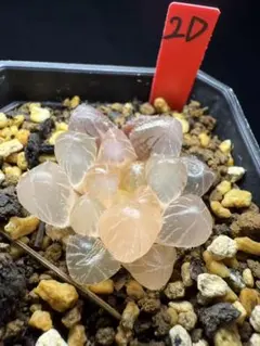 8d 多肉植物 ハオルチア 白蓮オブツーサ錦糊斑 自家繁殖 鉢植え発送