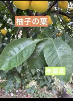 無農薬 柚子の葉のサムネイル