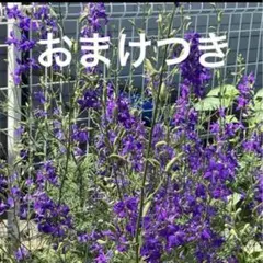 2026年最新】千鳥草 苗の人気アイテム - メルカリ