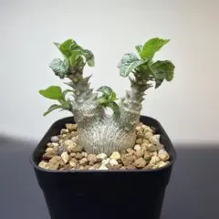 2026年最新】観葉植物 塊根植物・コーデックスの人気アイテム - メルカリ
