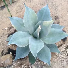 オバティフォリア　フロスティブルー　超特大約60cm　アガベ 2025年最新】オバティフォリア フロスティブルーの人気アイテム - メルカリ