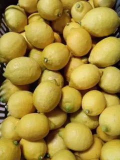愛媛県産(*^^*)ユーレカレモン10キロ以下