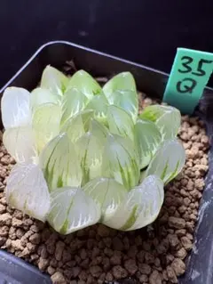 16f 多肉植物 ハオルチア 水晶灯錦糊斑 自家繁殖 鉢植え発送 - メルカリ