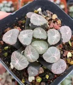 Top【選抜株】多肉植物　8008翡翠龍　10個　鉢無し/脱土 Top【選抜株】多肉植物 8008翡翠龍 10個 鉢無し/脱土 - メルカリ