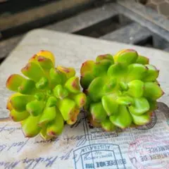 多肉植物　レッドデントウ２苗　◇土付き◇のサムネイル