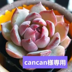 cancan様 リクエスト 2点 まとめ商品