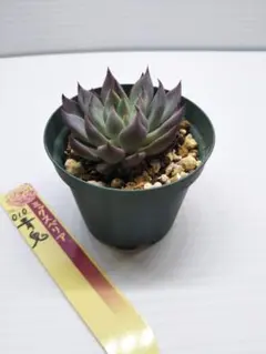 青鬼　札付きポットごとメルカリ便おらいさん苗ミックスベリア 2025年最新】おらいさん苗 青鬼の人気アイテム - メルカリ