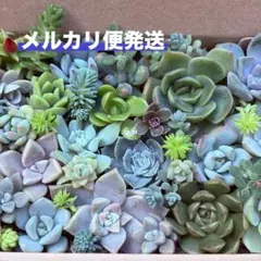 多肉植物　カット苗　詰め合わせ　寄せ植え　ちまちま寄せ　②のサムネイル